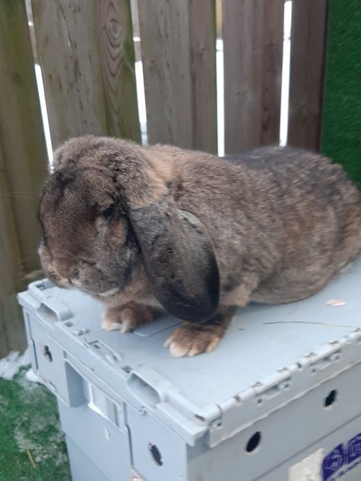 Samice Francuski Baran Szary po ocenach