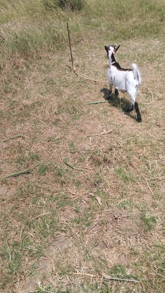 Cabrito anão para venda ou troca