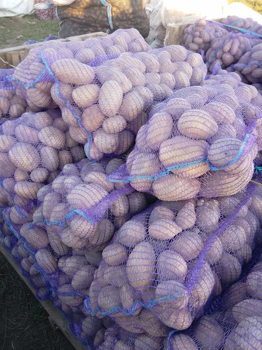 Картопля сортова