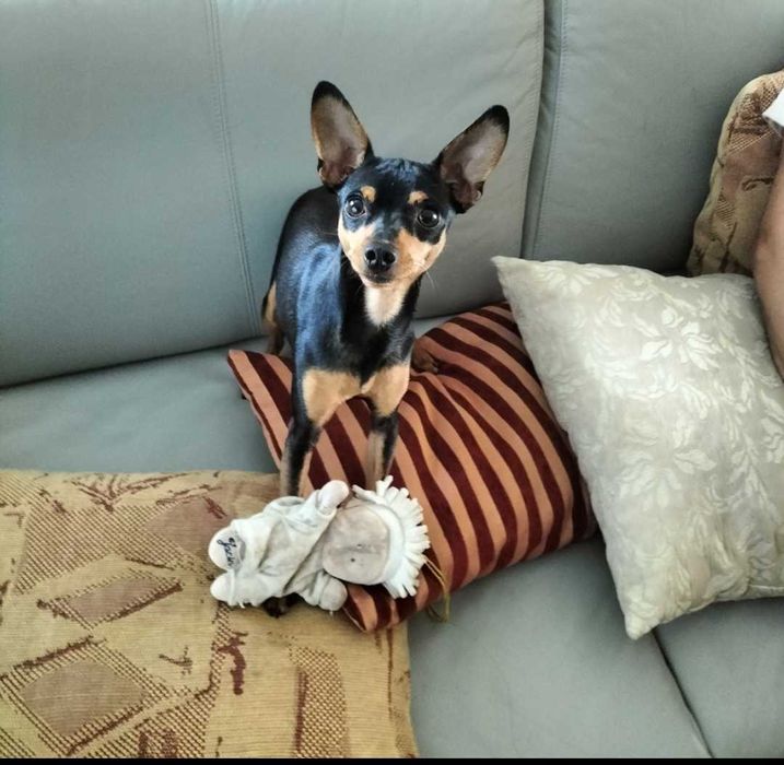 Pinscher macho lindo