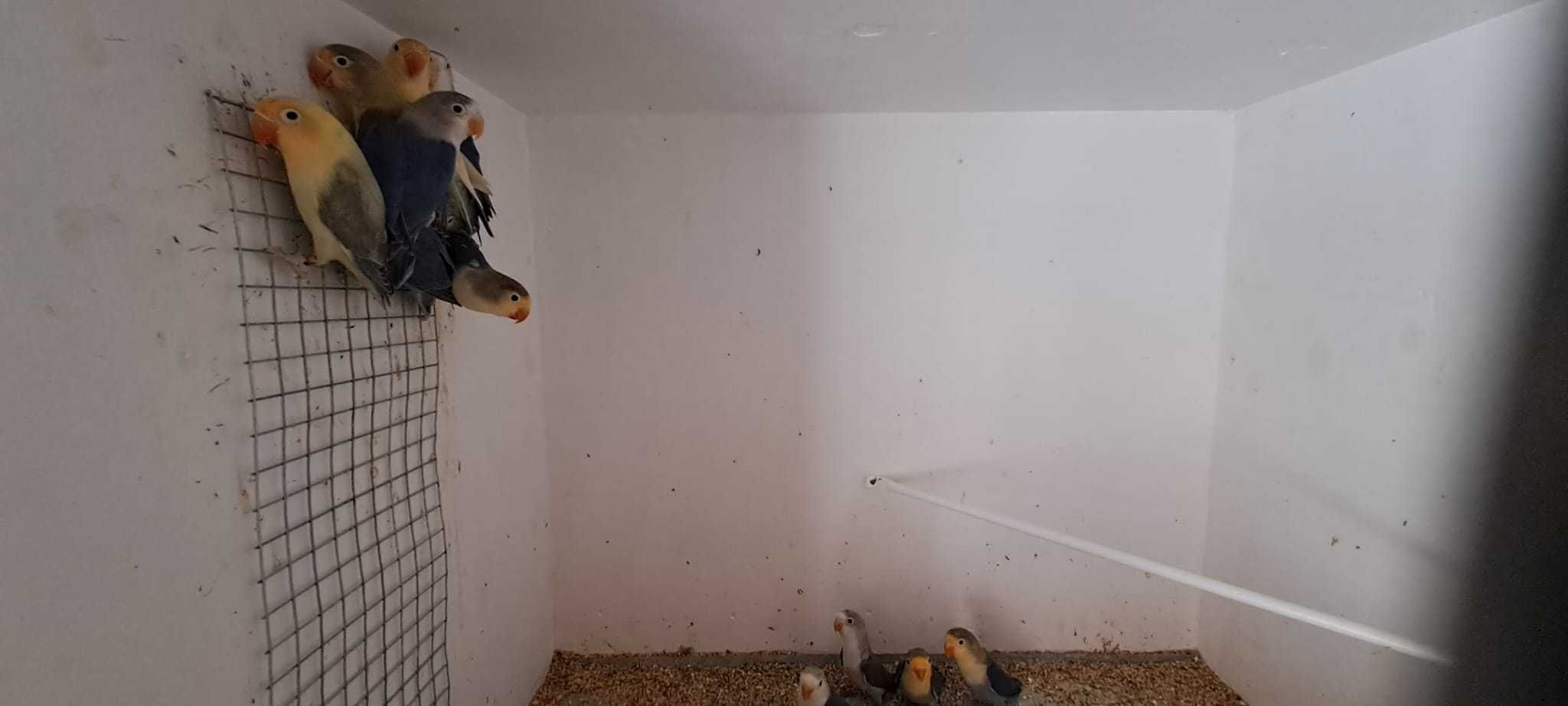 Agapornis ,lindíssimos