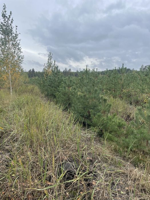 Сосна , ялинка новорічна оптом, звичайна , кримська