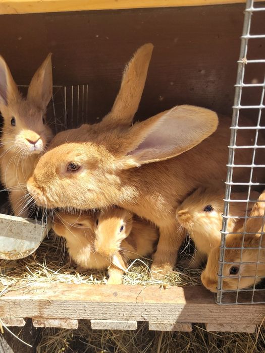 Sprzedam samicę birgunda   młodą