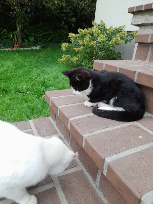 Oddam kotka w dobre ręce