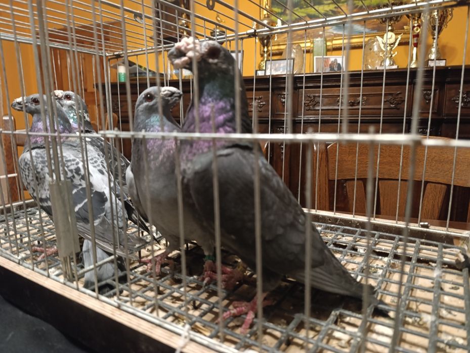 Dragon, dragony, wysyłam, gołębie ozdobne