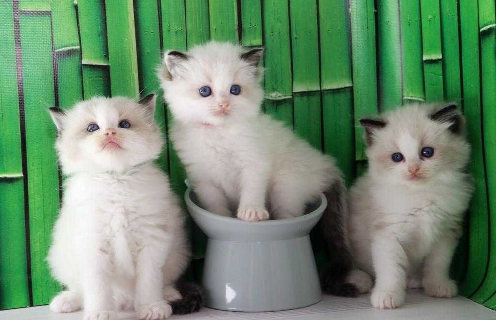 З яскравими синіми очима кошенята породи Ragdoll//РЕГДОЛЛ