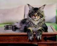 Maine coon, piękny duży roczny kocur