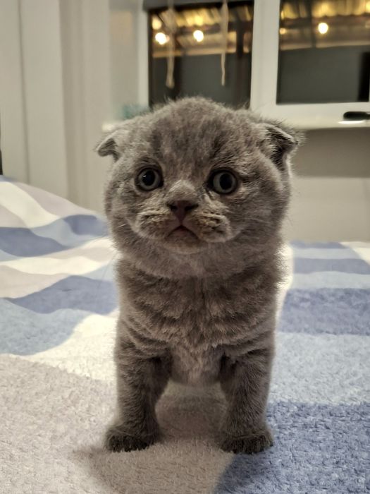 Котята, кошенята, шотландці, висловухі, прямовухі