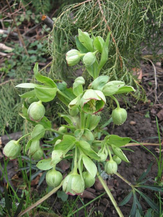 Морозник пахучий -Нelleborus foetidus, садовий багаторічник.