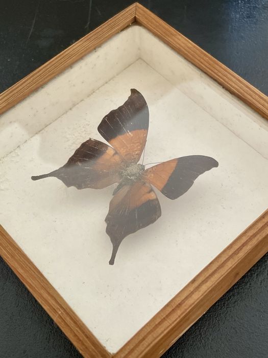 Motyl Nymphalidae z Ameryki Poludniowej w ramce w gablotce