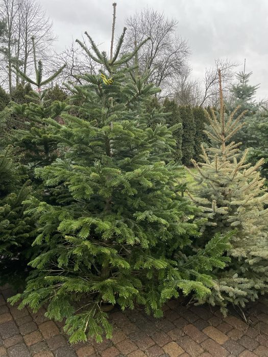 Choinki świąteczne żywe Dąbrowa Górnicza Sikorka Tucznawa Zawiercie