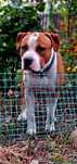 Amstaff FCI - szczeniak 10 miesiecy
