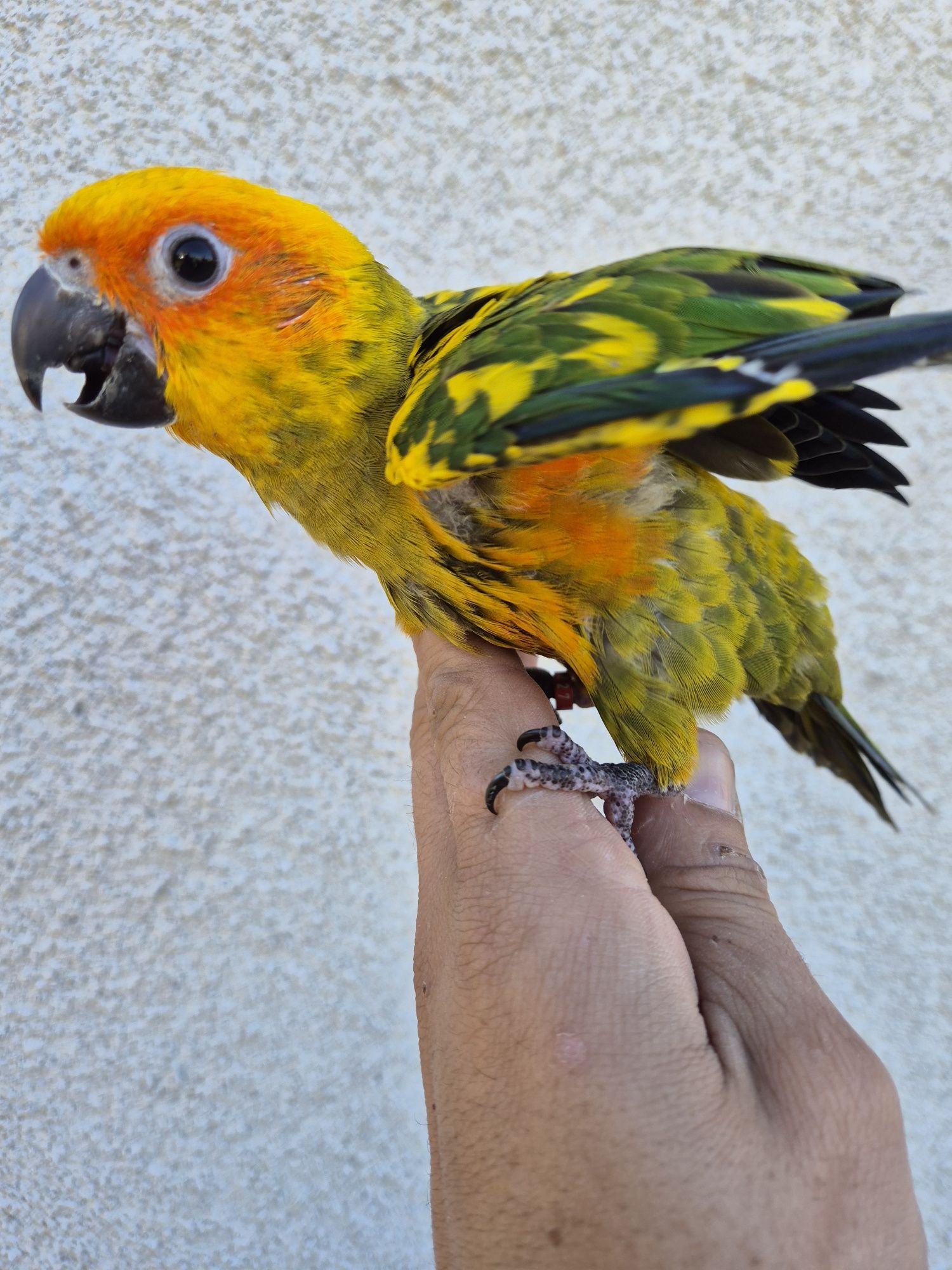 Aratingas pyrrhuras Kakarikis domesticados