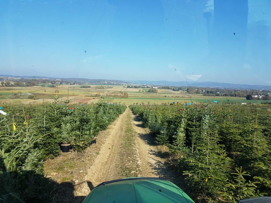 Jodła kaukaska 200-250cm Plantacja hurt detal