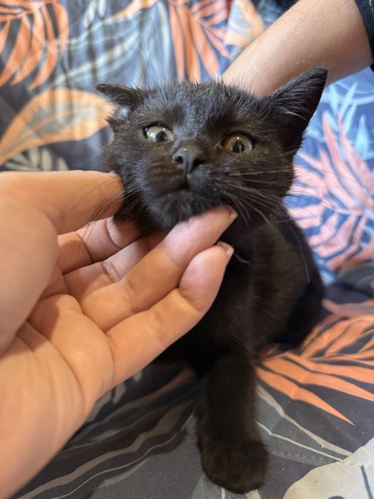 Dwie czarne kotki szukają domów – pilne, cudowne maluchy