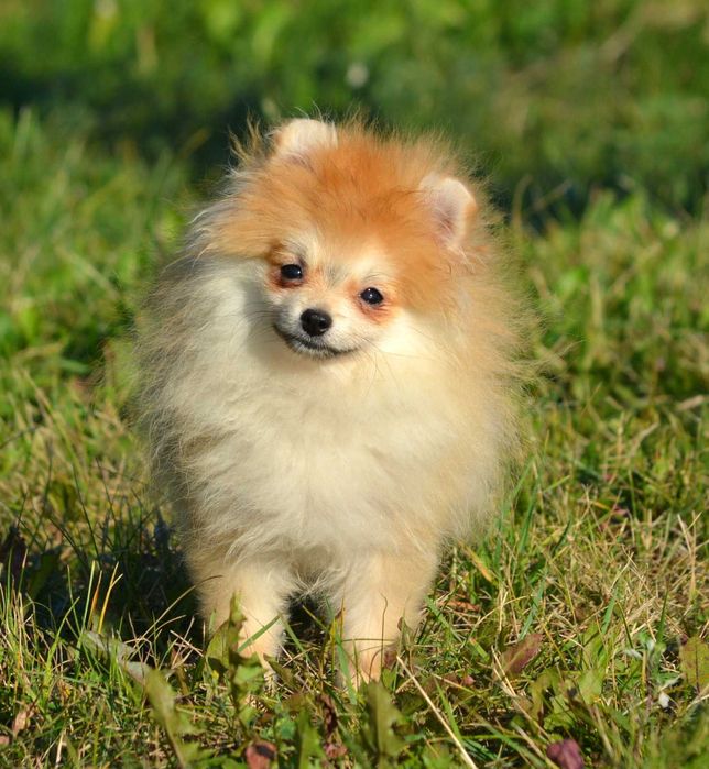 Szpic Miniaturowy Pomeranian śliczny piesek Wolt ZKwP FCI rodowód