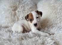 Jack Russell Terrier piesek gładkowłosy 3