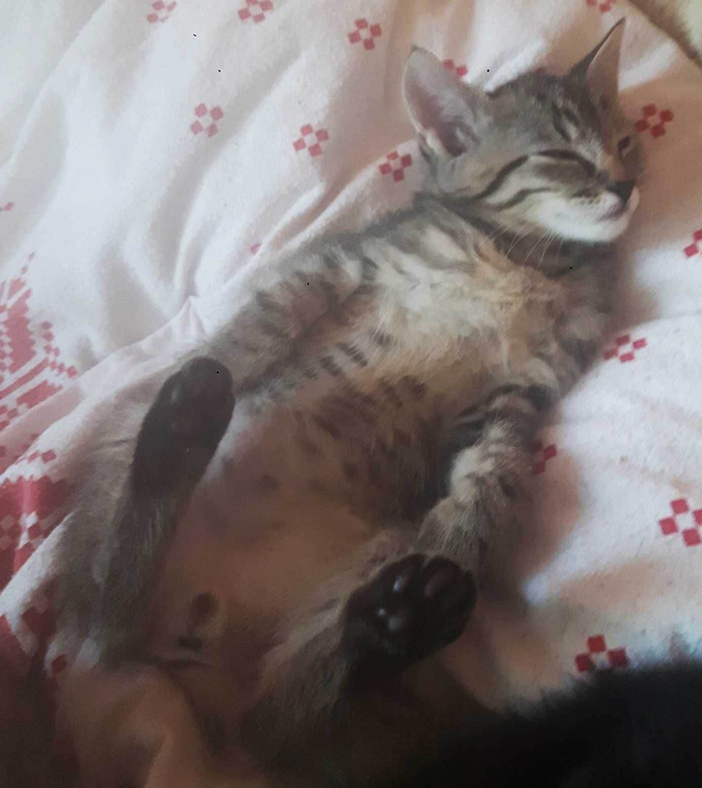 Oddam malego kotka kocurka