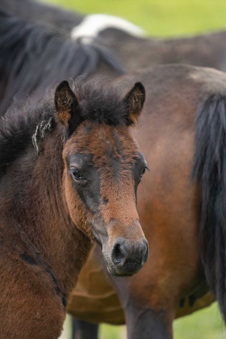 Klacz huculska 2025, hucuł, kuc.