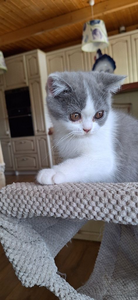 Kot brytyjski WCF SHK