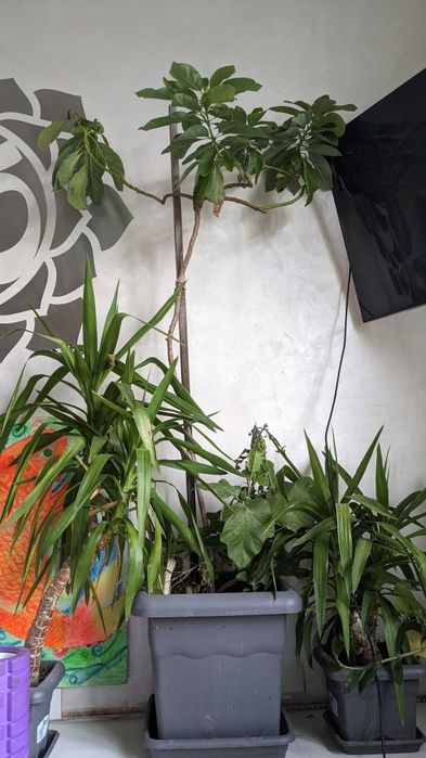 Пальма юкка, дерево юкка.