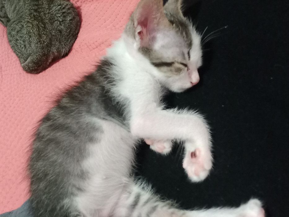 DOA-SE filhote de gato.
