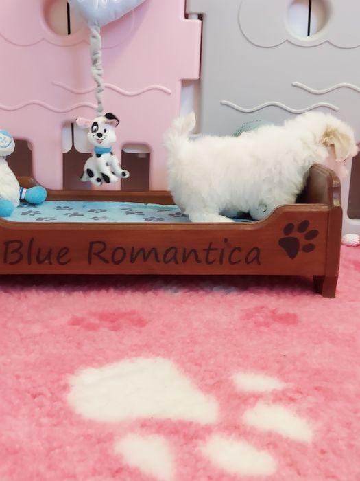 Shih tzu piękny biały piesek