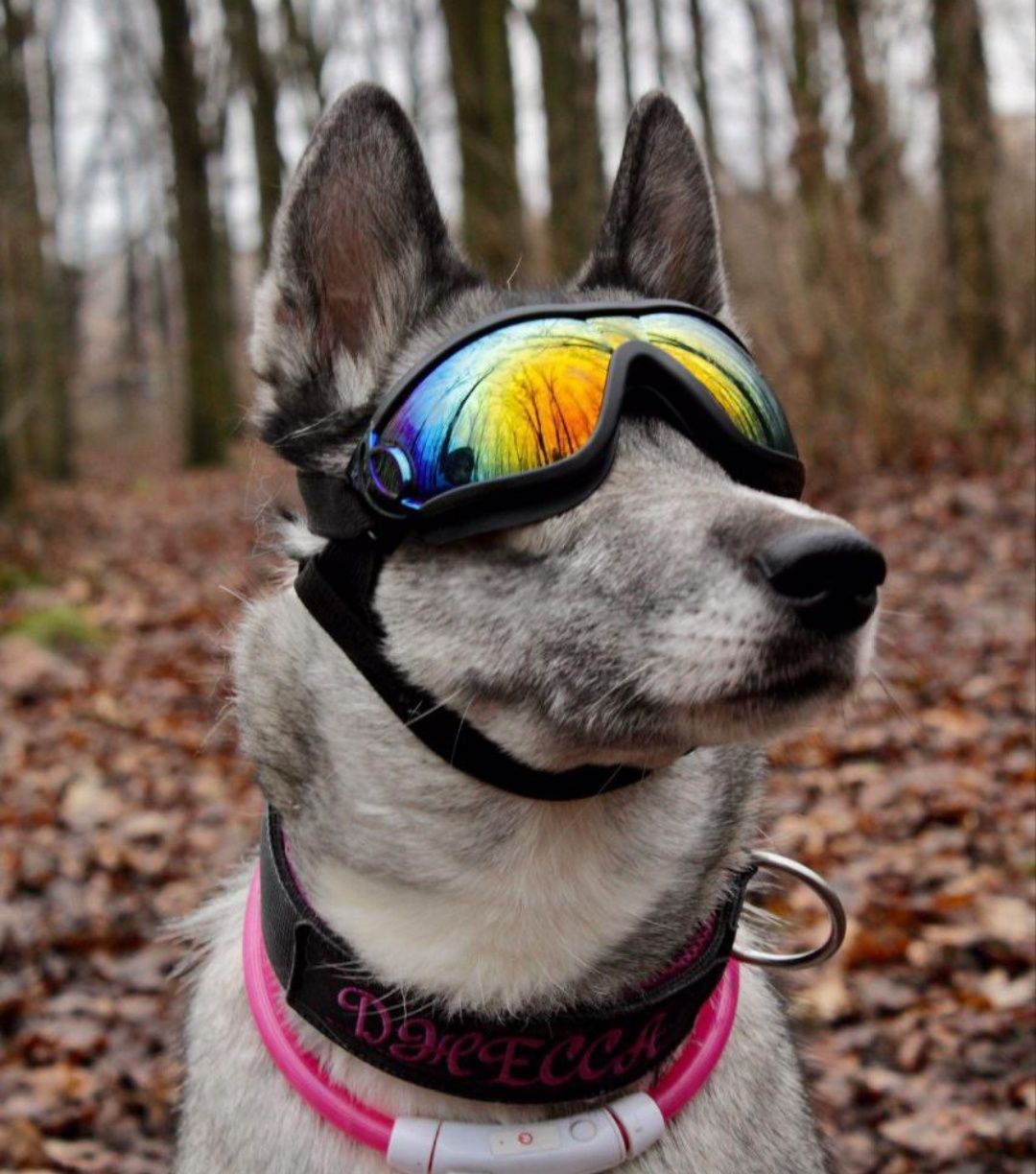 окуляри для собак