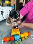 Shih tzu rodowód 4 pokoleniowy chip umowa rodowod wyprawka