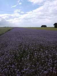 Pole faceli (1.5ha)dla pszczół