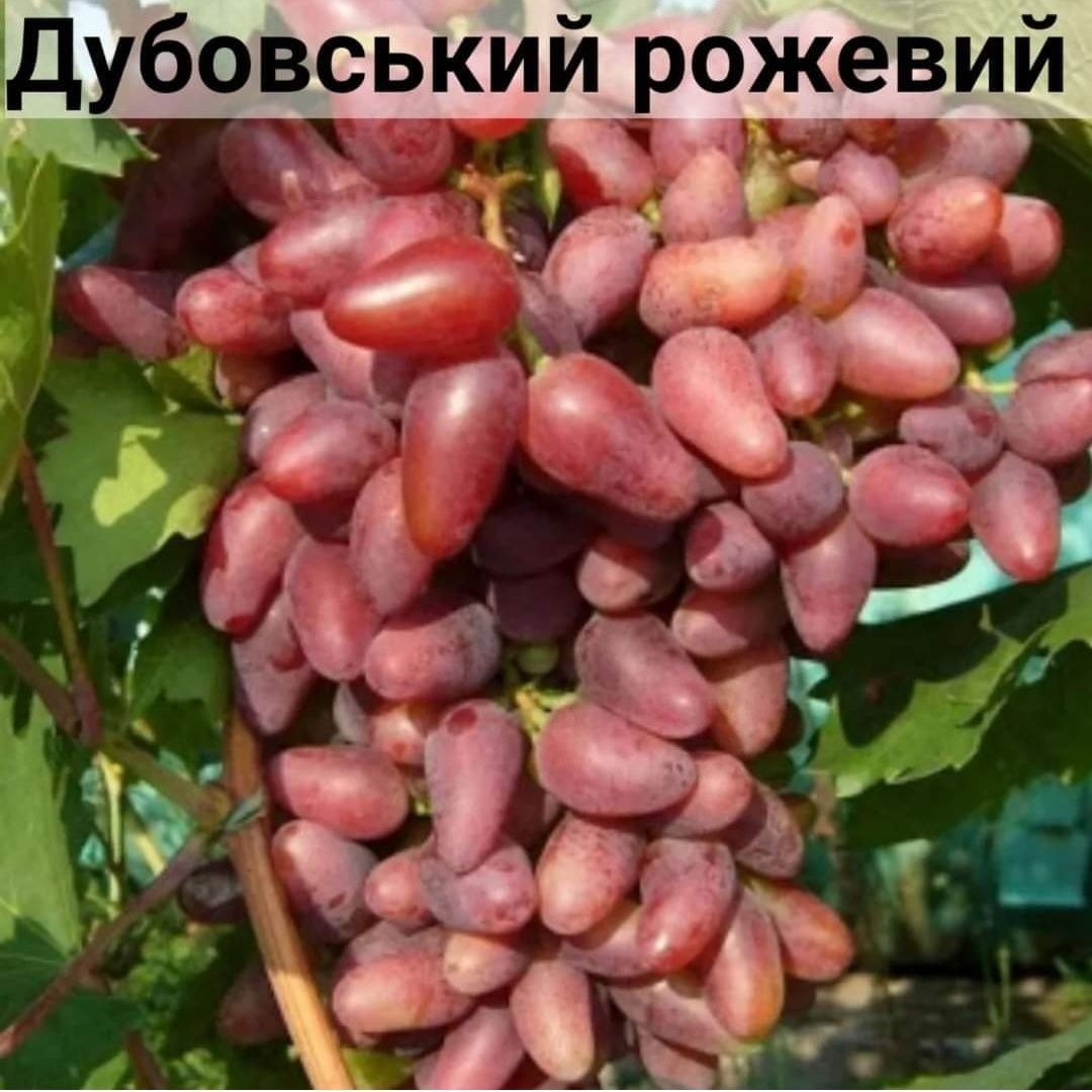 Саджанці винограду