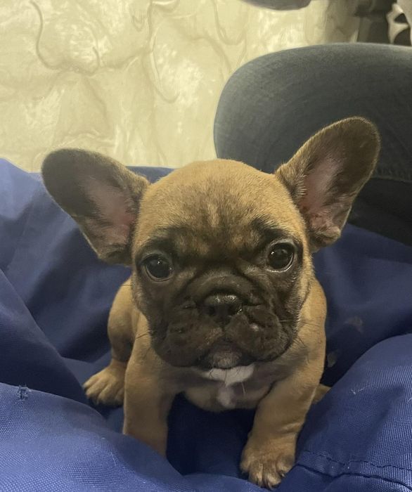 Француженке дівча