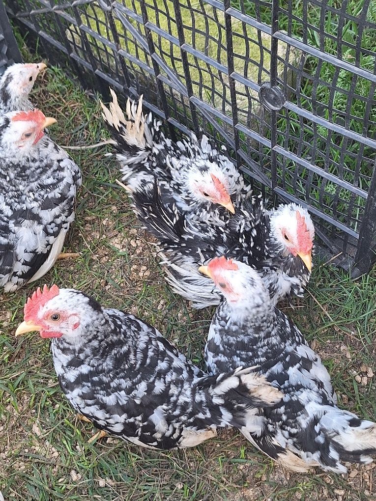 Sprzedam kogutki I kurki chabo