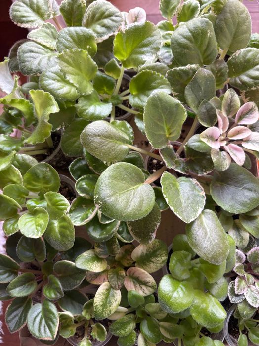 Oferuję sadzonki fiołka afrykańskiego dużo przepięknych odmian