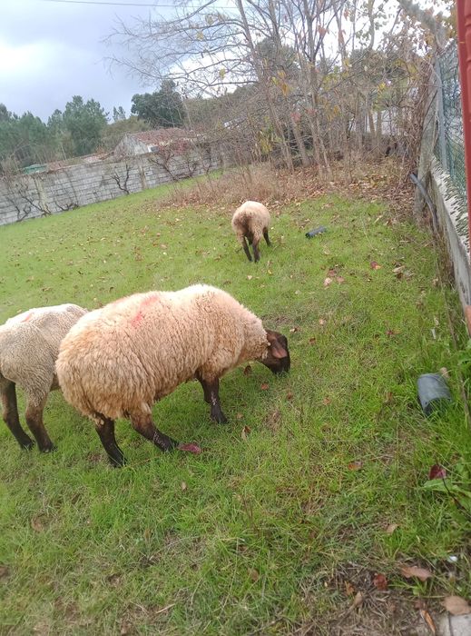 Borrego maicho suffolk com 11 meses idade