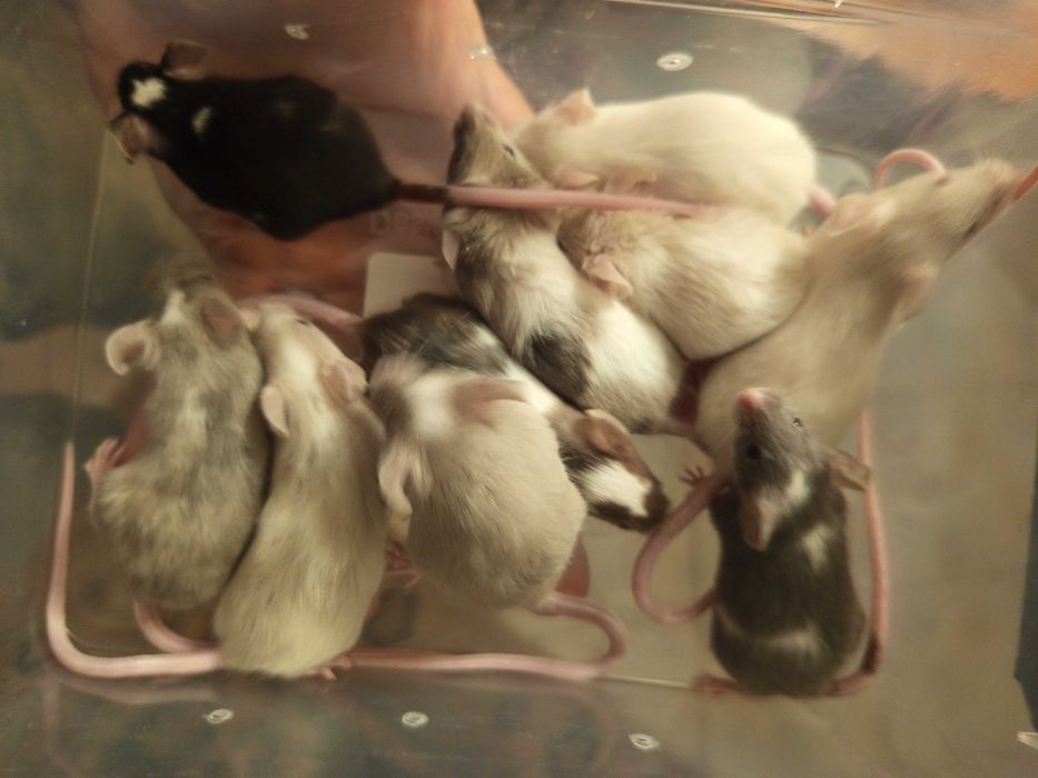 Myszy, myszki hodowlane siedlce