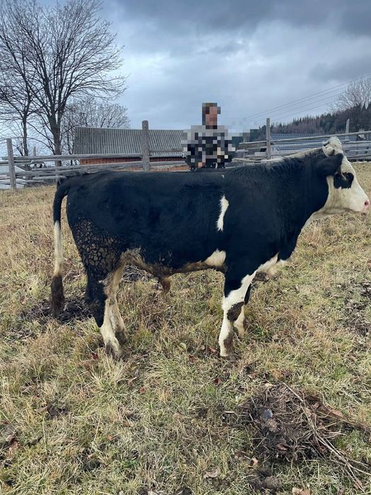 Продається молодий Бичок