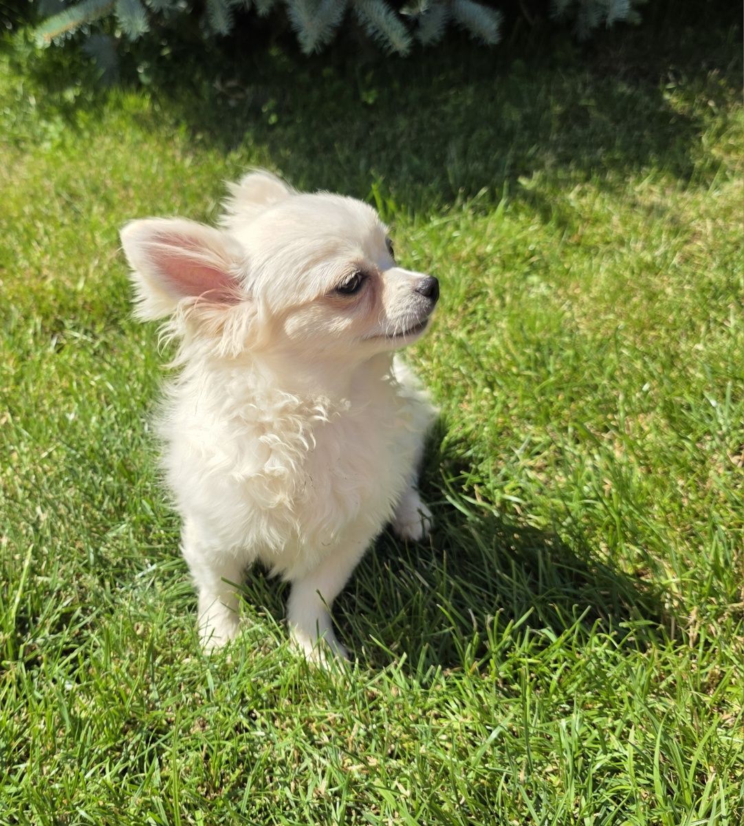 Chihuahua śliczny samczyk dlugowlosy