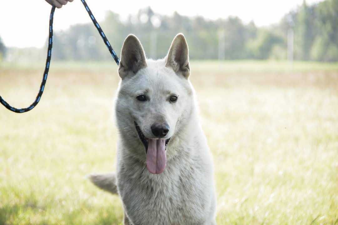 4 letni pies Romeo, dogaduje się z suczkami