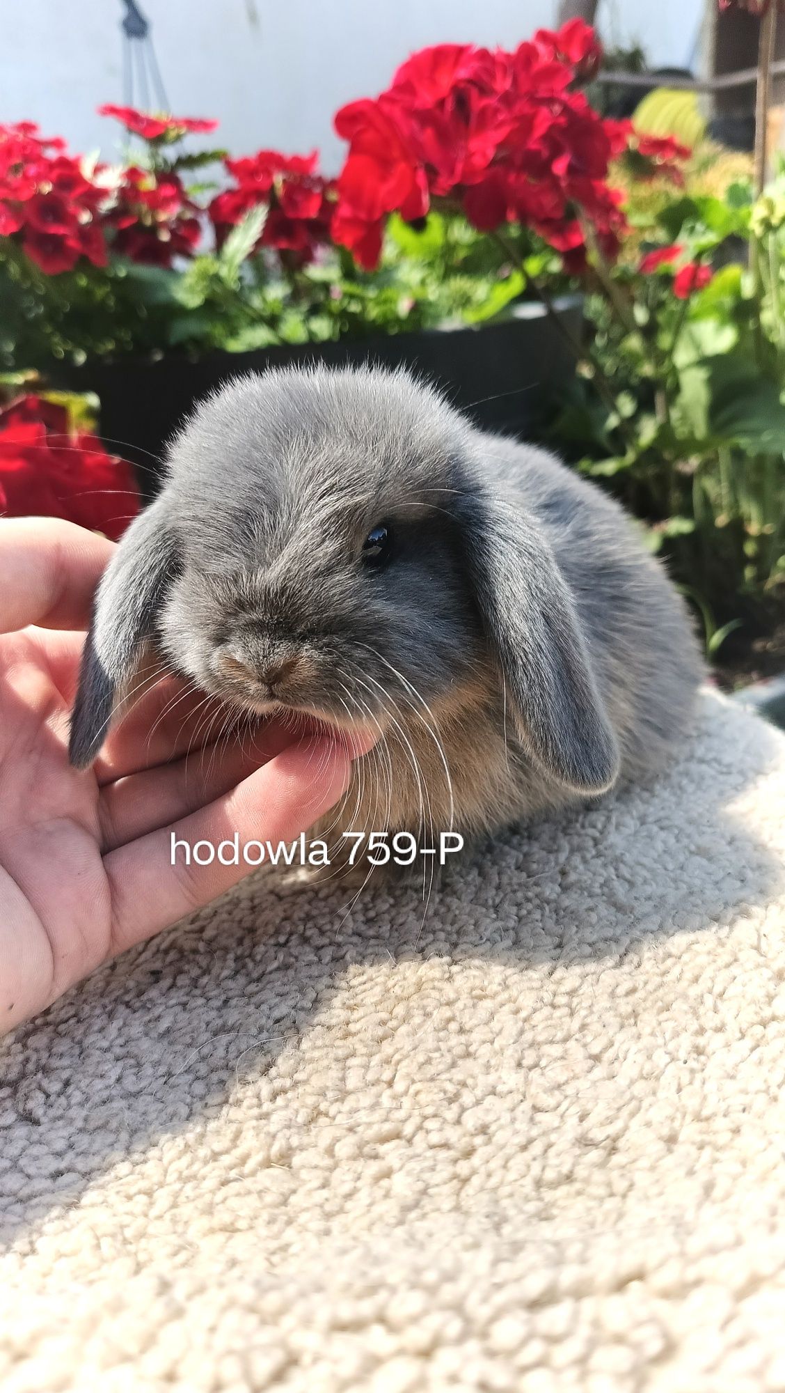 Mini lop króliki karzełek baranek miniaturkaHODOWLA