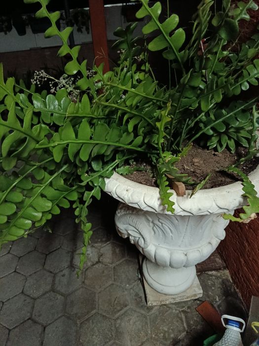 Conjunto vasos jardim