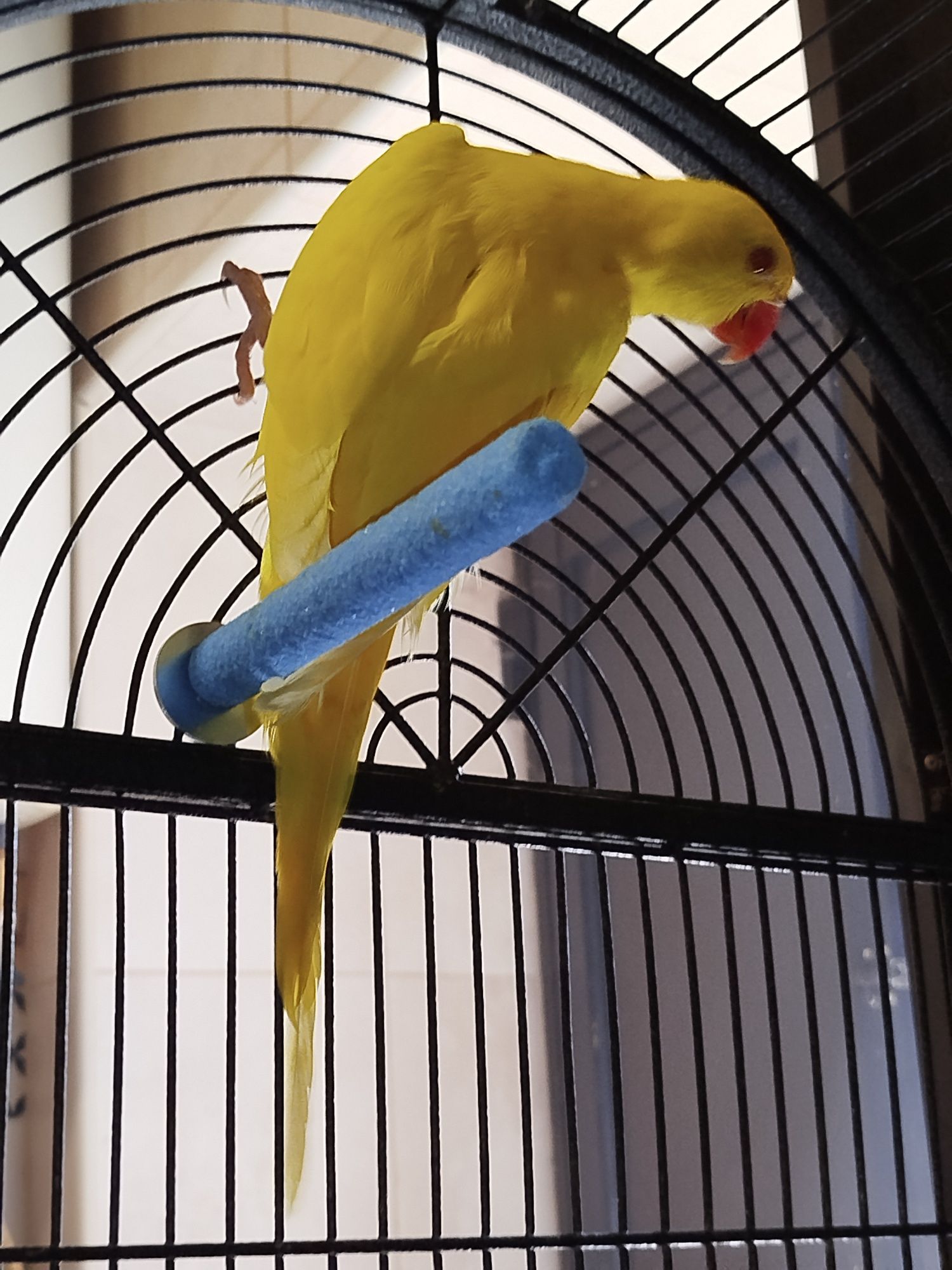 Ring neck Amarelo