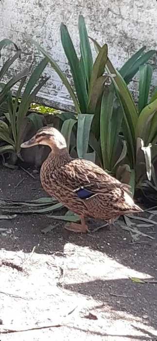 Vendo casal de Patos Reais com 6 meses de idade