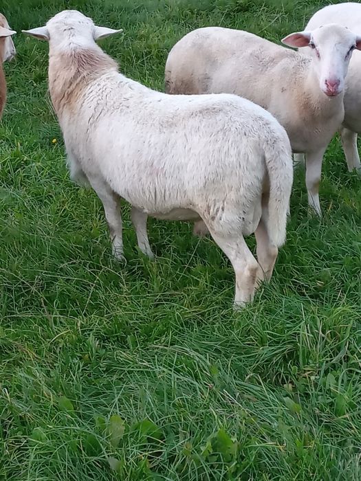 Sprzedam  baranki nolan tryczki