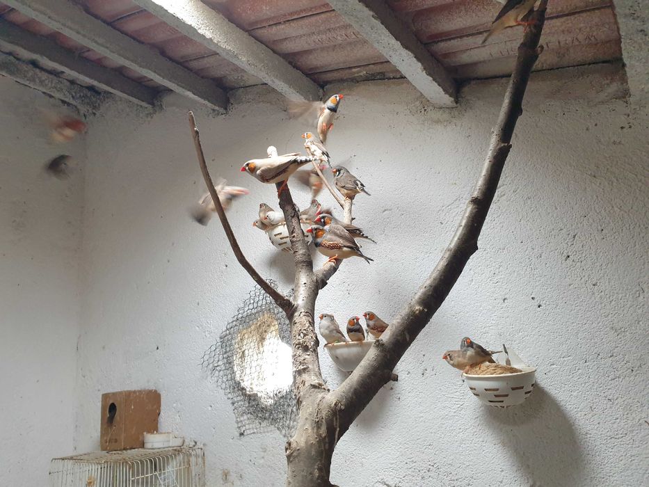 Mandarins.lindos