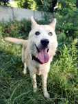 Suczka mix husky, ok 15 kg, zjawiskowej urody, kochana, szuka domu