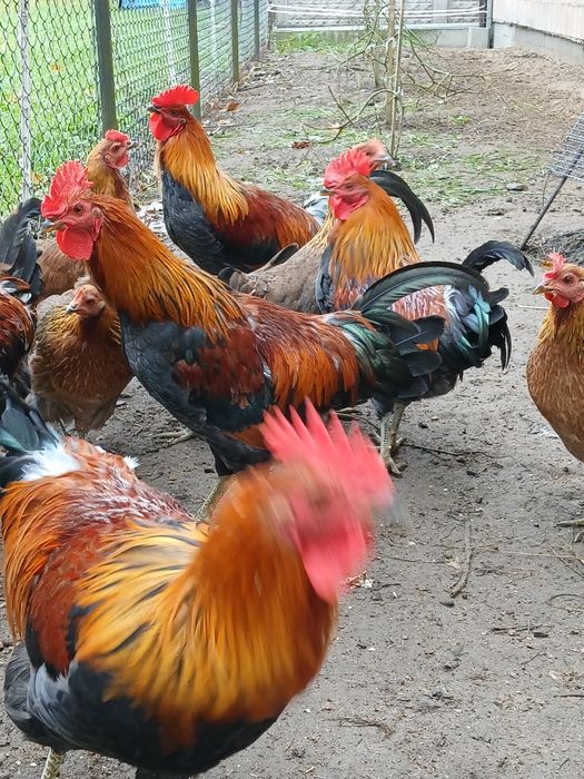 Sprzedam kogutki zielononóżki