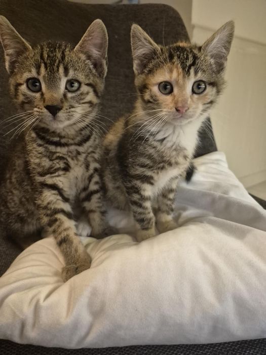 Oddam kotki okolice Morąga