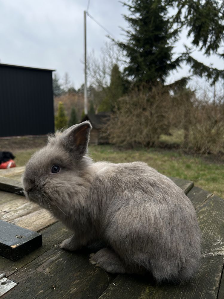 Króliki miniaturki (samce i samice)