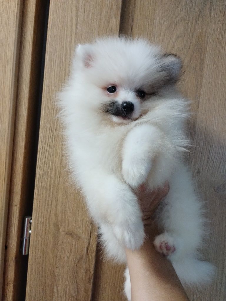 Szpic miniaturowy pomeranian jedyny taki